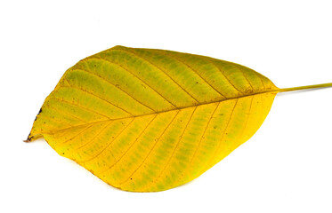 Yellow leaf from a tree on a white background