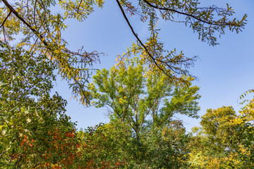 Colorful tree branches with bright foliage in golden autumn season