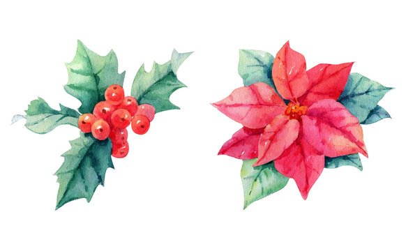 Watercolor Set Isolated Christmas Illustrations, Flower Poinsettias, Holly, Red Berries, Rose Hips, Spruce Branches