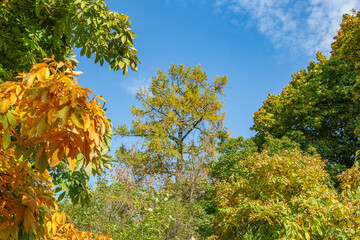 Colorful tree branches with bright foliage in golden autumn season