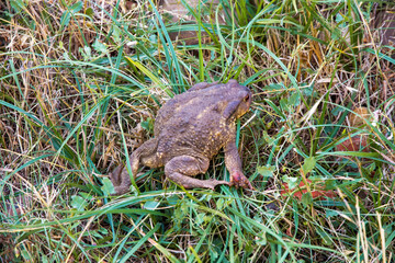 Toad in green grass