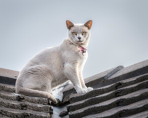 Cat on tiled roof