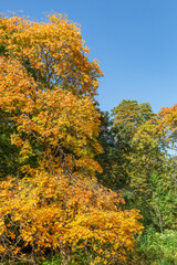Colorful tree branches with bright foliage in golden autumn season