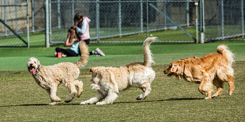 Dogs chasing