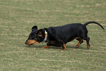 Dachshund 3