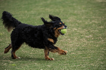 Dog with ball