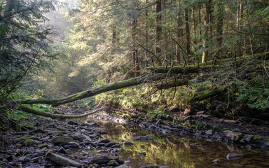 Golden autumn woodland with autumn forest trees with a stream.