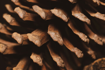 close up of pine cone