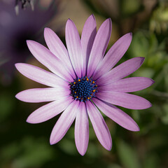 Purple white daisy