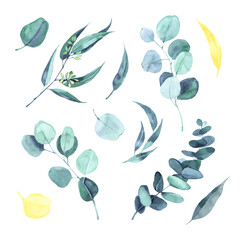 Watercolor eucalyptus round leaves and branches set. Hand painted baby, seeded and silver dollar eucalyptus elements. Floral illustration isolated on white background. For design and textile.