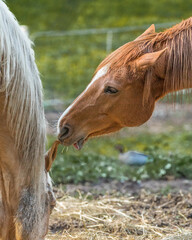 Horse Whisperer