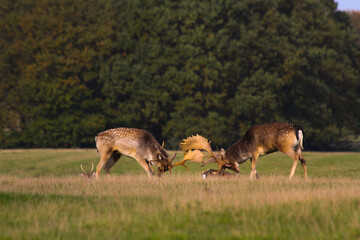 Fallow deer stags fighting