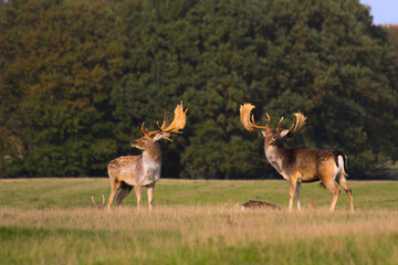 Fallow deer stags fighting