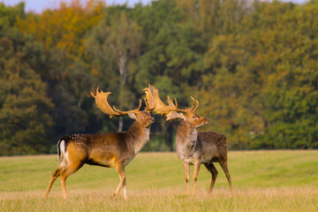 Fallow deer stags fighting