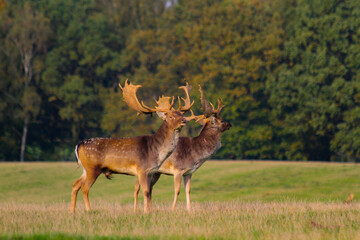 Fallow deer stags fighting