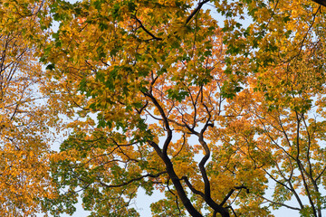 Autumn trees. Colorful foliage against the sky. Maple branches in the park and forest.