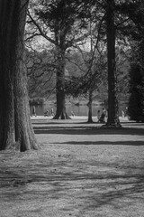 Woodlands at Clumber park in Monochrome