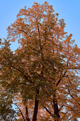Autumn trees. Colorful foliage against the blue sky. Branches of trees in the park and forest.