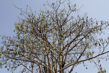 Kapuk randu or kapok (Ceiba pentandra) is a tropical tree belonging to the order Malvales and the family Malvaceae