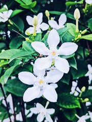 White flower - Processed with VSCO with a5 preset