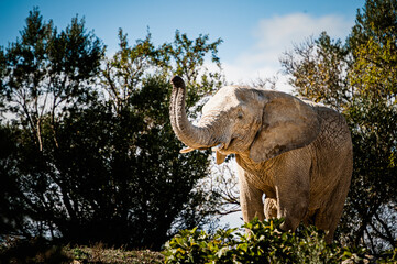 Fototapeta premium Grand éléphant d'Afrique avec la trompe levée