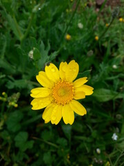 Yellow Daisy İn Garden