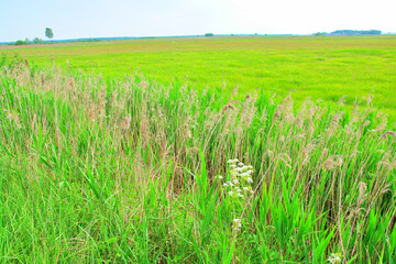 Biebrzański Park Narodowy -  położony na terenach Kotliny Biebrzańskiej w województwie podlaskim, Polska
