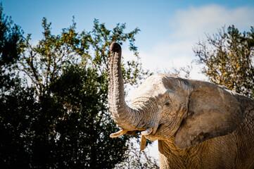 Fototapeta premium Grand éléphant d'Afrique avec la trompe levée