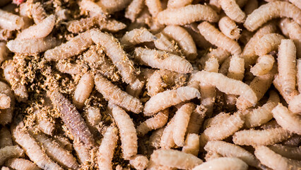 Lots of maggots, bait for winter fishing
