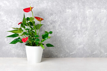 House plant Anthurium in white flowerpot isolated on white table and gray background Anthurium is heart - shaped flower Flamingo flowers or Anthurium andraeanum, Araceae or Arum symbolize hospitality - obrazy, fototapety, plakaty