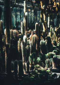 Dense Collection of Cacti in Sunlit Greenhouse