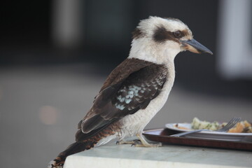 kookaburra having meal from plate on table