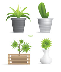 Beautiful decoration plants in flower pot. Small tree. Natural object idea for interior design and decoration. Vector.
