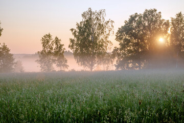 Morning dawn among the trees in the field
