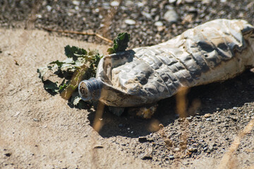 plastic bottle turned into trash in nature