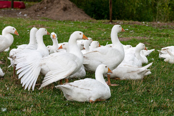 Freilaufende weiße Gänse auf dem Bauernhof