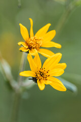 yellow flower over green background