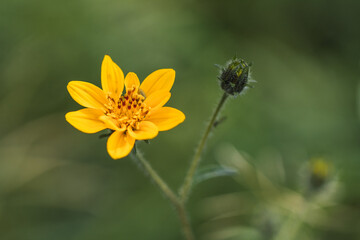 yellow flower over green background