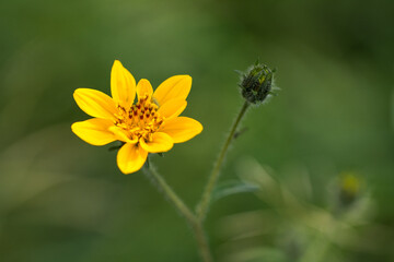 yellow flower over green background