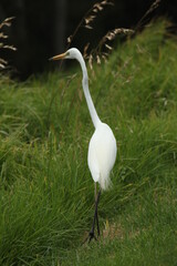 egret on the hunt for food 