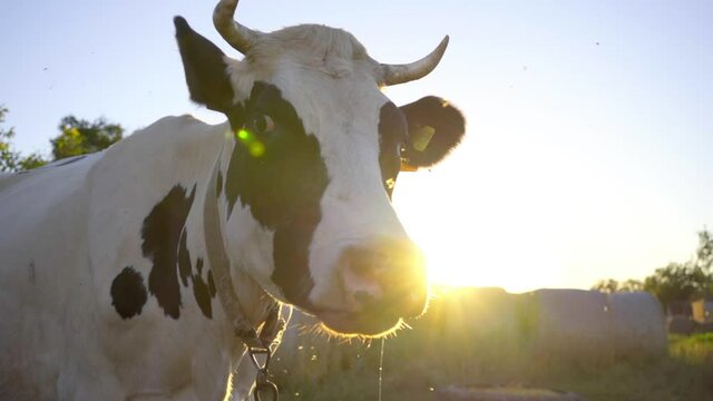 Black and White Cow With Horns Turns Head. Close-up Of Cow At Sunset Background