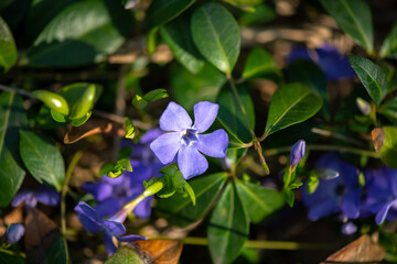 Nice violet flowers vinca on green leaves background spring nature macro