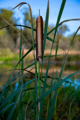 reeds in the morning