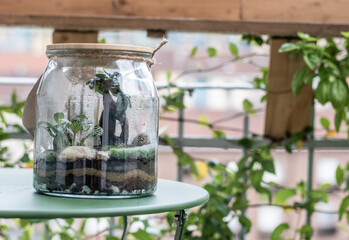 terrarium with live plants
