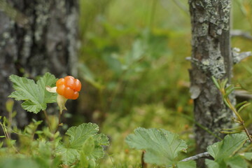 Cloudberries
