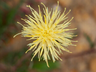 Wildflower (Centaurea occasus)