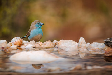 Blue-breasted Cordonbleu in water pond in Kruger National park, South Africa ; Specie Uraeginthus angolensis family of Estrildidae