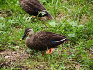 公園の鴨
