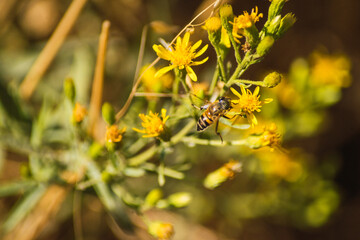 bees collecting honey from yellow flowers