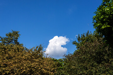 The beautiful and curious landscape of forest and clouds background blue sky at the park.